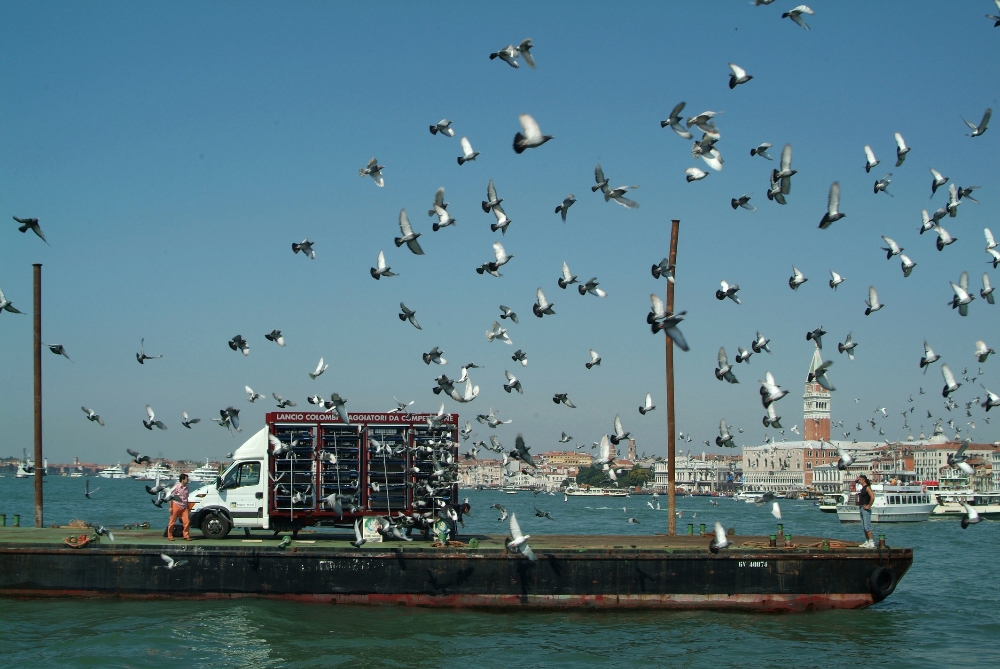 Homing pigeons from Italy, Lithuania and Russia being released in Venice for a Cup of Villa Lituania (the former Lithuanian Embassy, current property of Russia). Nomeda and Gediminas Urbonas Villa Lituania: Flying in the Face of History, 2007. Lithuanian Pavilion 52nd Biennale di Venezia. Image courtesy of the artists